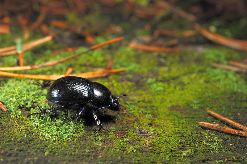 Escarabajo